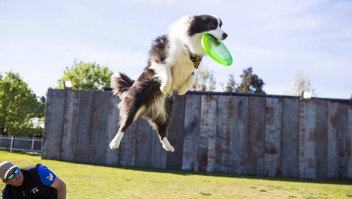 Royal Melbourne Show